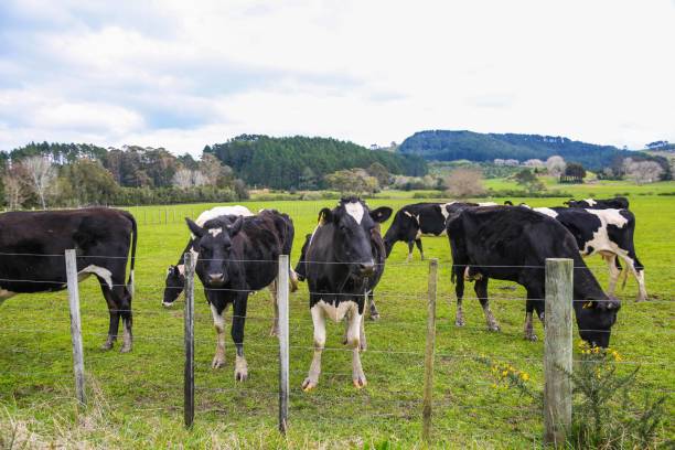 istock Cow in the pasture 1277114583