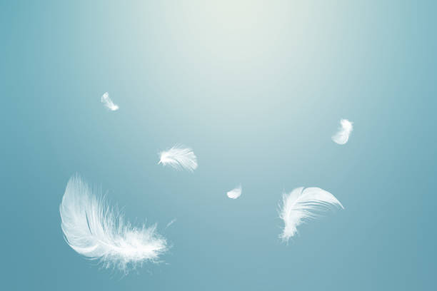 istock White feathers floating in the sky with sunlight pastel 1277114936