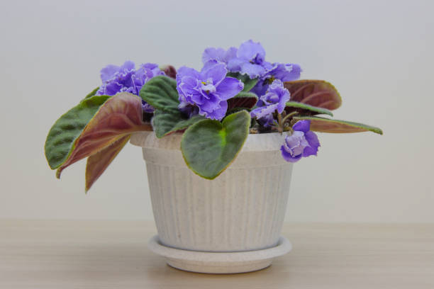 istock Indoor flowers violet in a pot. 1277114948