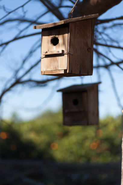 istock wooden nest hanging from a tree 1277114984