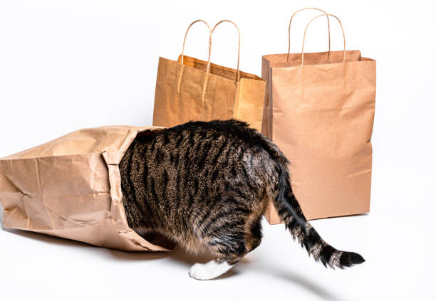 istock Cat sitting in a paper, craft bag, box. 1277115203