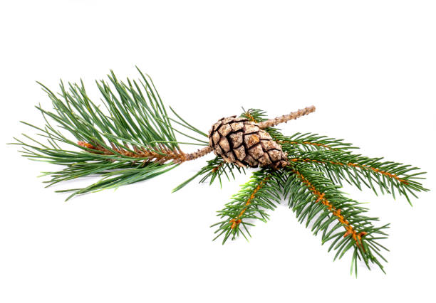 Pine and pine branch isolated on white background