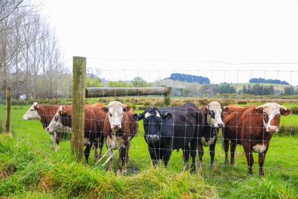 istock Cow in the pasture 1277116383