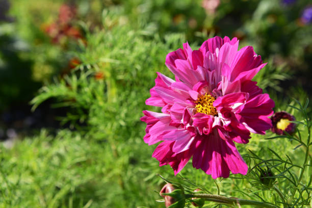 Pink and magenta Double Click cosmos flower blooming in sunshine Pink and magenta Double Click cosmos flower blooming in sunshine above frondy green foliage double flower stock pictures, royalty-free photos & images