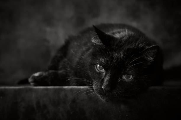 Studio portrait of a beautiful Turkish Angora mixed-breed cat lying on a table