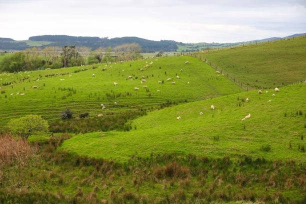 istock Sheep in the pasture 1277118321