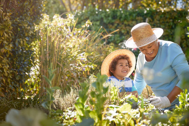 Grandmother and child gardening outdoors African descent grandmother and grandchild gardening in outdoor vegetable garden in spring or summer season. Cute little boy enjoys planting new flowers and vegetable plants. grandparent photos stock pictures, royalty-free photos & images