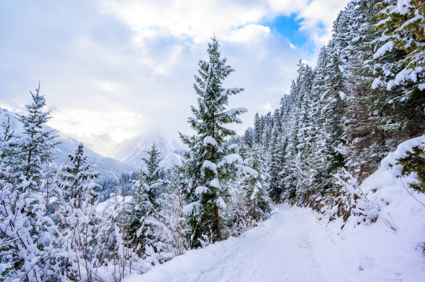 paysage d’hiver avec un sentier dans la forêt de pins - destination de voyage d’hiver pour les loisirs, tirol, autriche. - ziller photos et images de collection