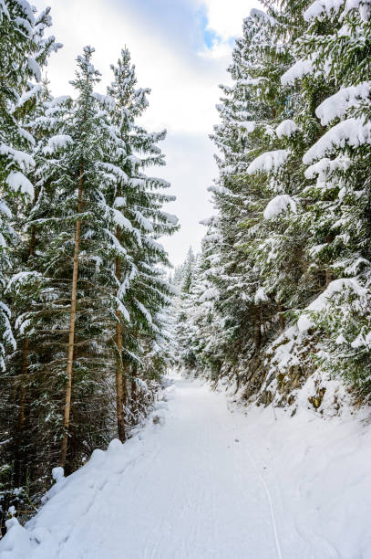 winterlandschaft landschaftlich mit einem wanderweg im kiefernwald - winterreiseziel zur erholung, tirol, österreich. - lechtaler alps stock-fotos und bilder