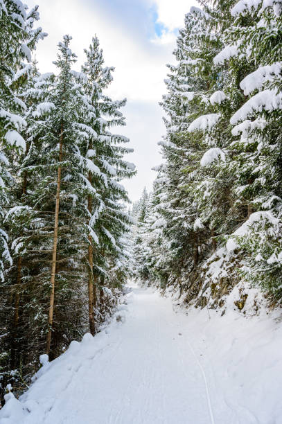 松林のトレイルと冬の風景風景 - レクリエーションのための冬の旅行先、チロル、オーストリア。 - ziller ストックフォトと画像