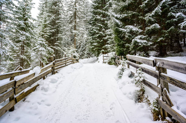 winterlandschaft landschaftlich mit einem wanderweg im kiefernwald - winterreiseziel zur erholung, tirol, österreich. - lechtaler alps stock-fotos und bilder