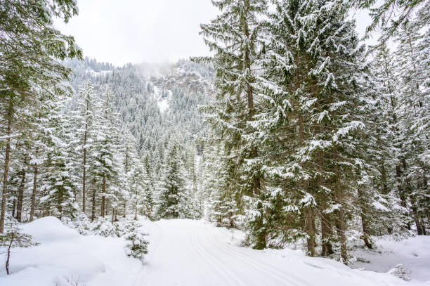 winterlandschaft landschaftlich mit einem wanderweg im kiefernwald - winterreiseziel zur erholung, tirol, österreich. - lechtaler alps stock-fotos und bilder