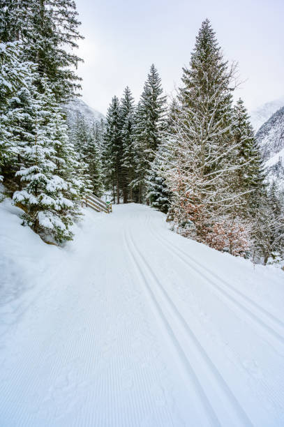 winterlandschaft landschaftlich mit einem wanderweg im kiefernwald - winterreiseziel zur erholung, tirol, österreich. - lechtaler alps stock-fotos und bilder