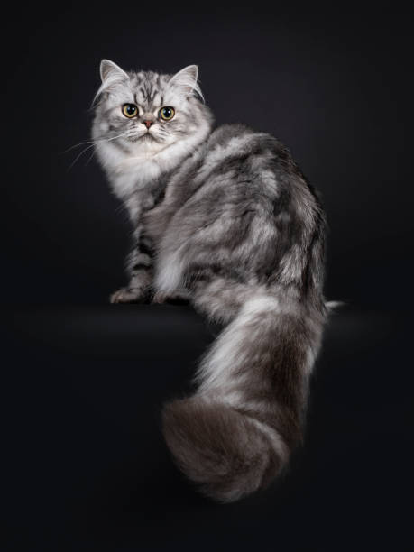 istock Black silver British Longhair cat on black background 1277122963