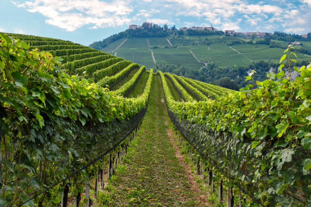 istock Vineyards rolling hills of the Langhe 1277124919
