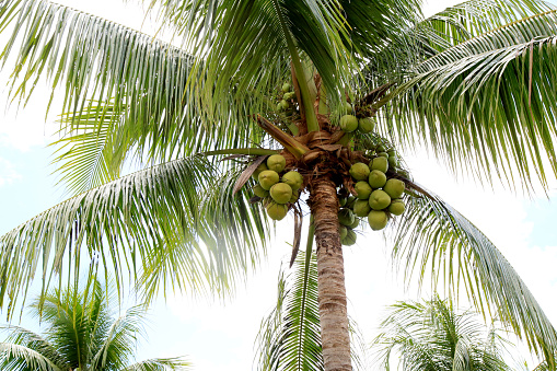 Best 500+ Coconut Tree Pictures [HD] | Download Free Images on Unsplash