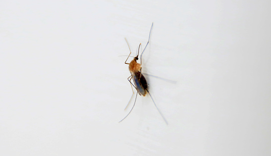 mata de sao joao, bahia / brazil - september 25, 2020: mosquito is seen in a house in the city of Mata de Sao Joao.\