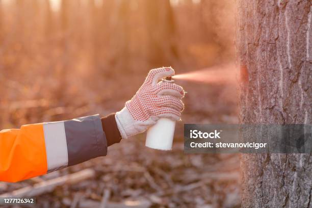 Tree Labling Process Forestry Technician Labeling Tree Trunk For Cutting In Deforestation ...