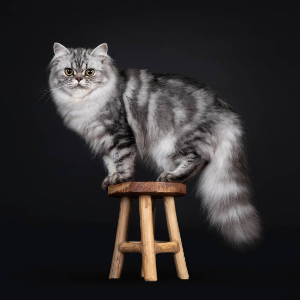 istock Black silver British Longhair cat on black background 1277126867