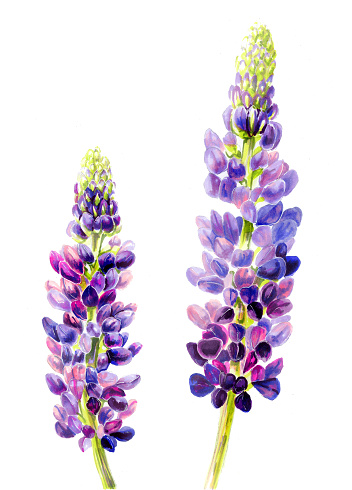 Purple lupine.  Botanical watercolor illustration. Isolated on white. Vintage Style. Purple Wildflower
