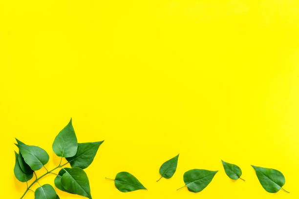 istock Green tree leaves pattern. Nature summer concept, above view, flat lay 1277127017