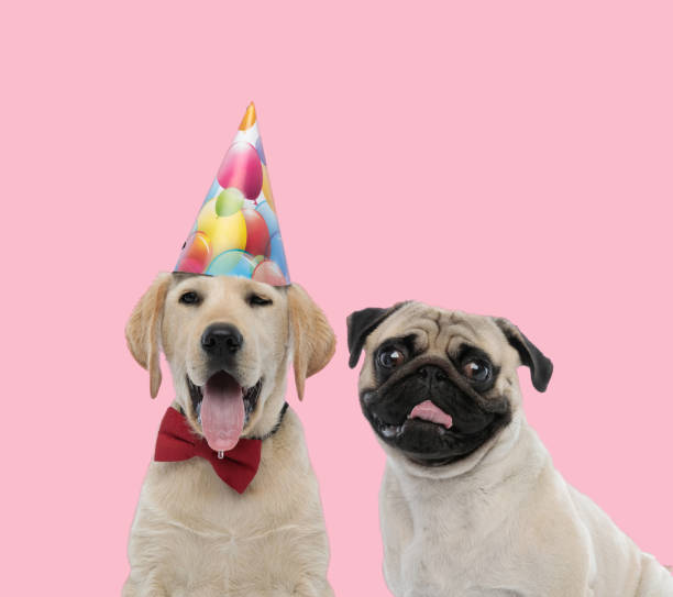istock team of labrador retriever and pug on pink background 1277127415