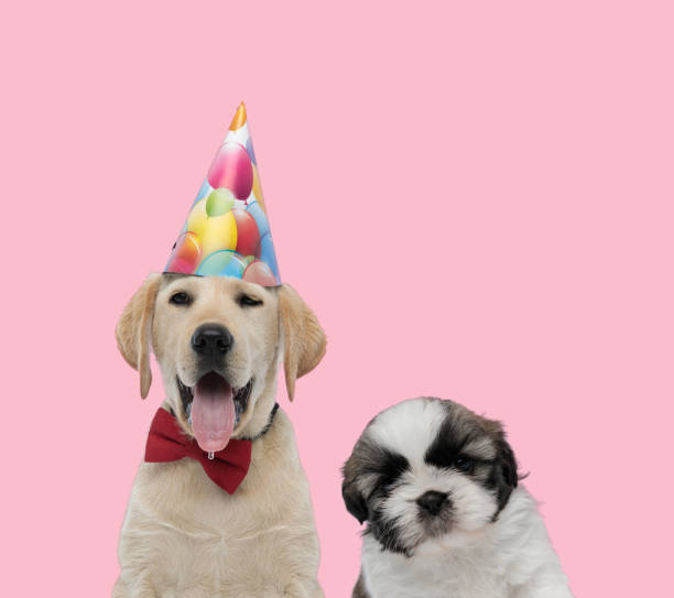 istock team of labrador retriever and shih tzu 1277127432