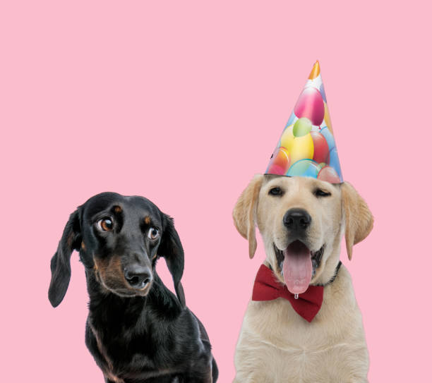 istock team of teckel dachshun and labrador retriever 1277127528
