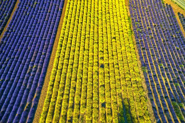 istock Blooming lavender and helichrysum in Mesimeri Thessaloniki 1277127537