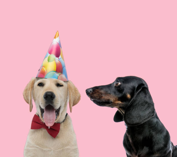 istock team of labrador retriever and teckel dachshund 1277127561