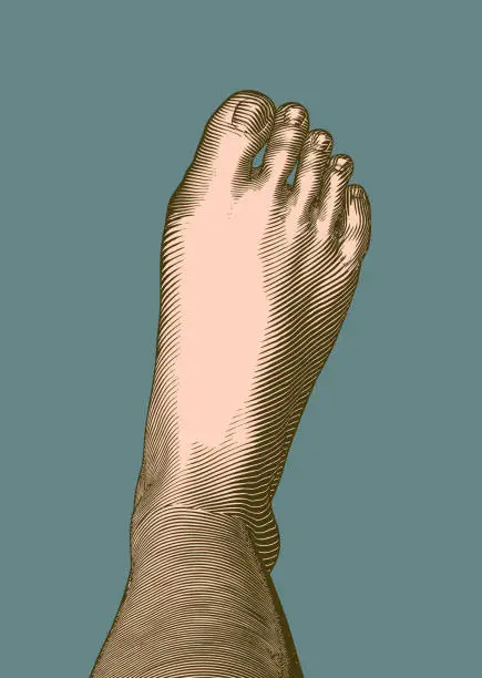 Vector illustration of Engraving human foot fingers and nail vector illustration on green BG