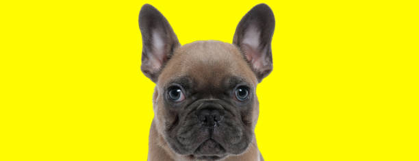 istock Dutiful French Bulldog cub looking forward and waiting 1277128558