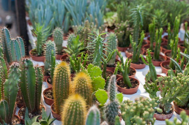 istock mini Succulents cactus in desert 1277128573