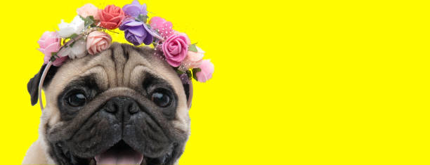 istock Adorable Pug wearing flowers headband and panting 1277128783