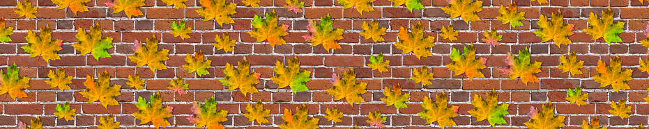 Wide banner, maple leaves of autumn colors on a brick wall background.
