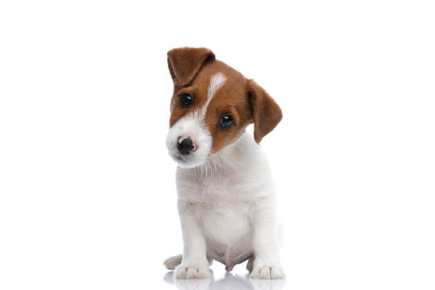 small jack russell terrier dog turning his head aside small jack russell terrier dog turning his head aside, looking at the camera, being confused of what he sees and sitting against white background cub photos stock pictures, royalty-free photos & images