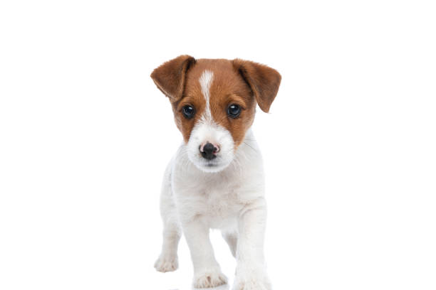 istock jack russell terrier dog walking towards the camera 1277129451