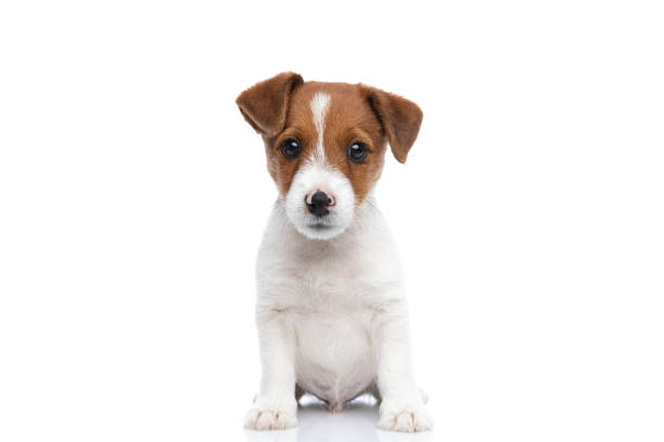 istock happy little jack russell terrier dog looking away 1277129487