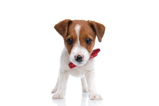 adorable jack russell terrier dog looking directly at the camera with big eyes, wearing a red bowtie and standing against white background