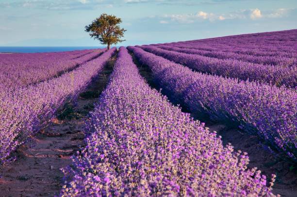 istock Blooming lavender create a stunningly beautiful landscape 1277130656