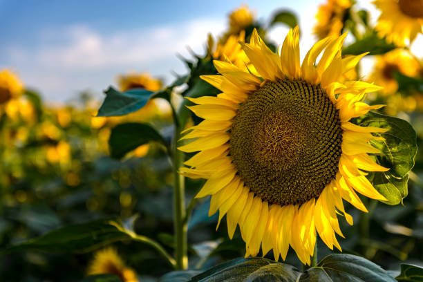 istock Sunflowers in the field 1277130989