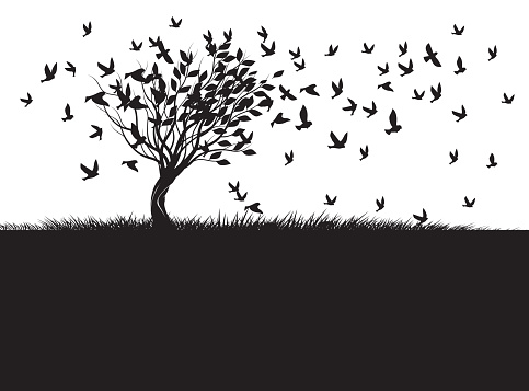 Shape of Tree, wind and black birds. Vector outline Illustration. Plant in Garden.