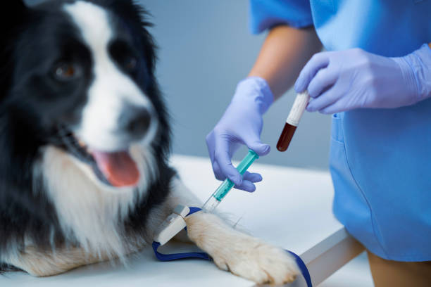 weibliche tierärztin nimmt blutprobe und untersucht einen hund in der klinik - blutuntersuchung stock-fotos und bilder