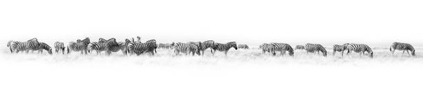 Zebras herd white background isolated, black and white art border, striped animal pattern, african wild nature landscape, monochrome wallpaper, decorative ornament, frame, banner design, trendy print