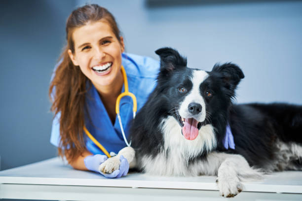 Female vet examining a dog in clinic Picture of female vet examining a dog in clinic collie photos stock pictures, royalty-free photos & images