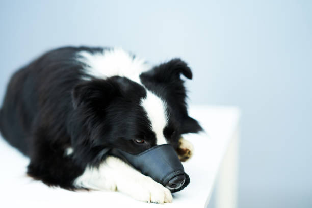 triste frontera chocar con un hocico en la clínica - doctor dog portrait animal hospital fotografías e imágenes de stock