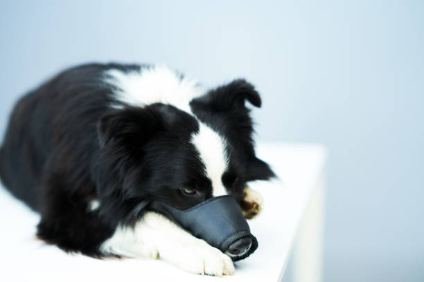 Sad border collie with a muzzle in clinic Picture of sad border collie with a muzzle on in vet clinic restraint muzzle photos stock pictures, royalty-free photos & images