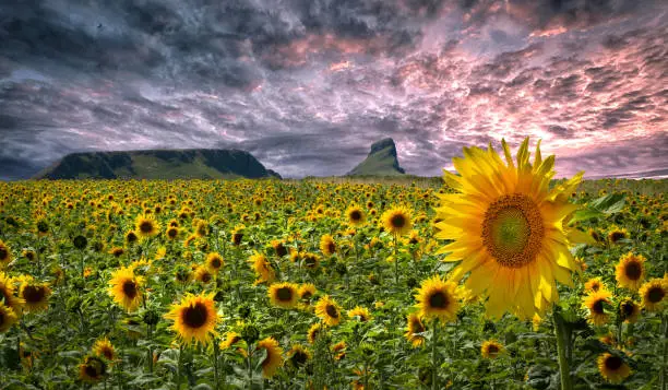 The sunflower, the happiest of flowers whose meanings include loyalty and longevity, planted on the Gower peninsula in Swansea, South Wales, UK