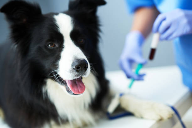 Female vet taking blood sample and examining a dog in clinic stock photo