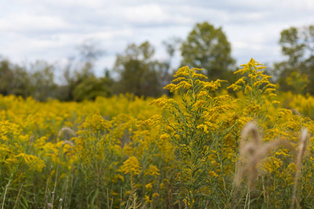 istock Field of Flowers in the Fall 1277134757